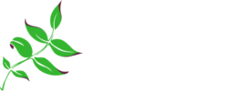 Paddington Clinic Brisbane Acupuncture